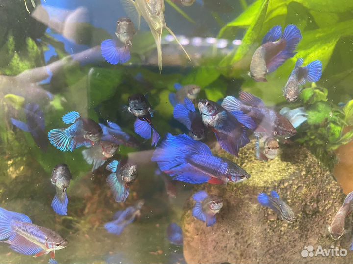 Аквариумные рыбки петушок