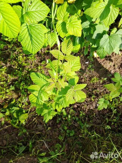 Рассада клубники и ремонтантной малины