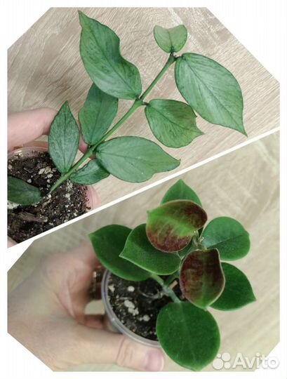 Хойи очень красивые