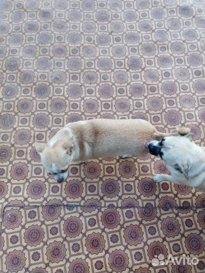 Чихуахуа девочки