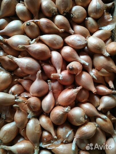 Лук-Шалот Чеснок Почтой домашний