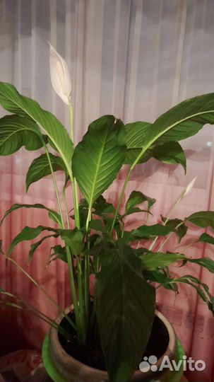 Спатифиллум