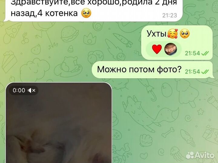 Шотландский кот вязка