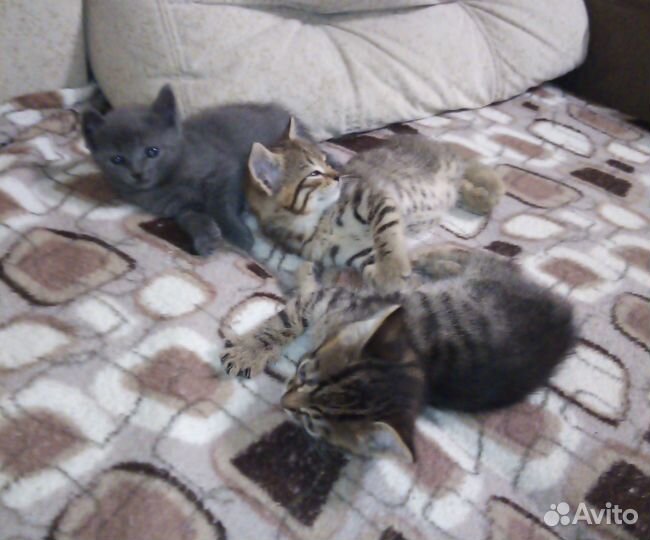 Отдам в добрые руки