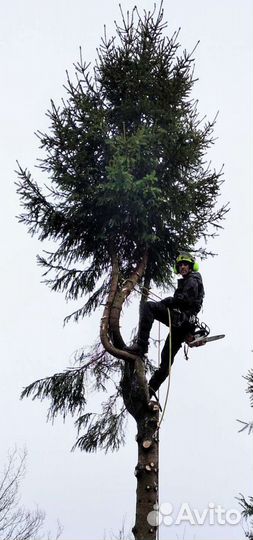 Валка Спил деревьев частями