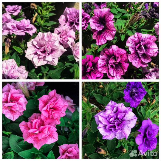 Цветы оптом. Приглашаем к сотрудничеству