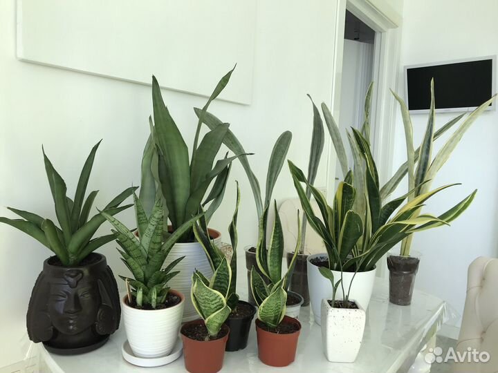 Сансевиерия микс