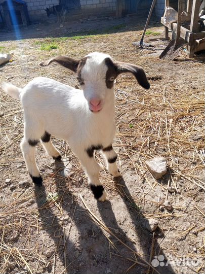 Козлята