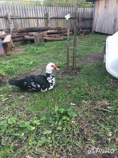 Селезень индоутки