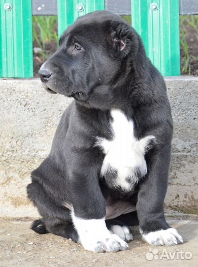 Девочка сао