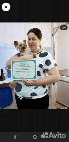 Обучение стрижке собак с ноля, Мастер-классы