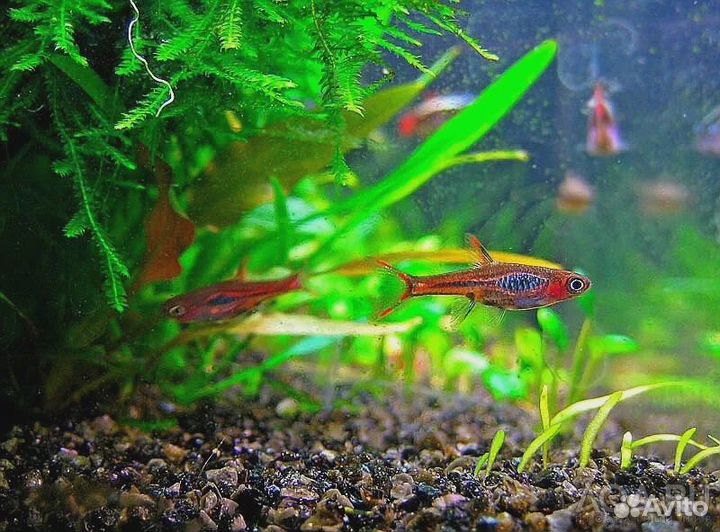 Расбора Бригитта