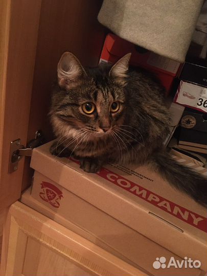 Кошка