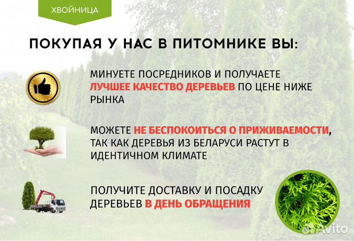 Туя Смарагд,Брабант,Колумна