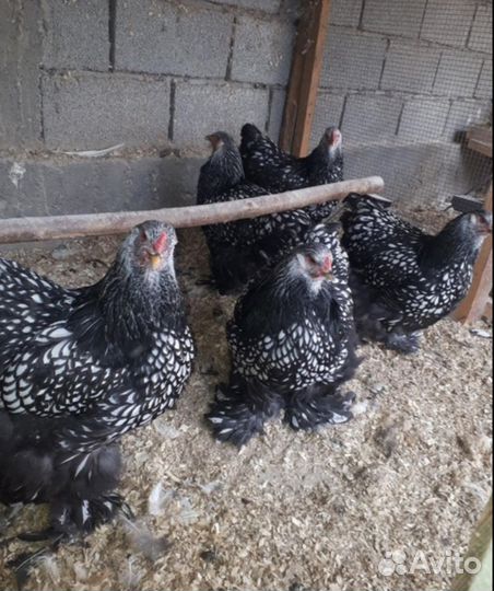 Цыплята Брама