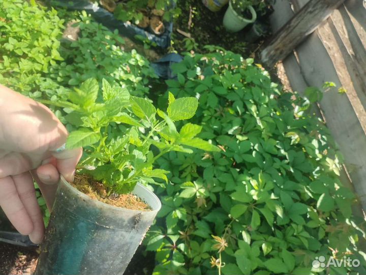 Мята сортовая 40 сортов