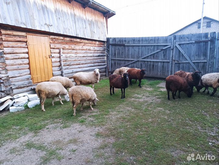 Овцы бараны