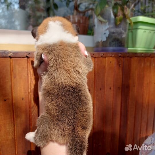 Щенки Вельш корги пемброк