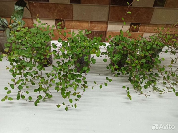 Монстера, сингониум, мюленбекия, тетрастигма и др