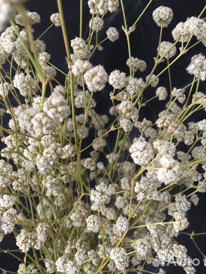 Дикая гипсофила сухоцвет