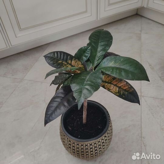 Кодиеум кротон