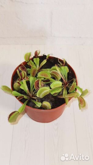 Венерина мухоловка (AVenus Flytrap)
