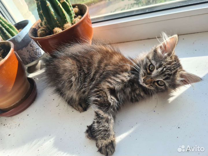 Котенок девочка