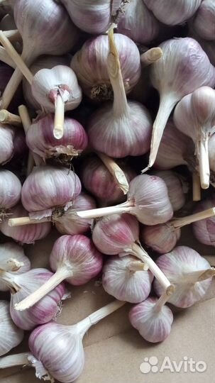 Чеснок