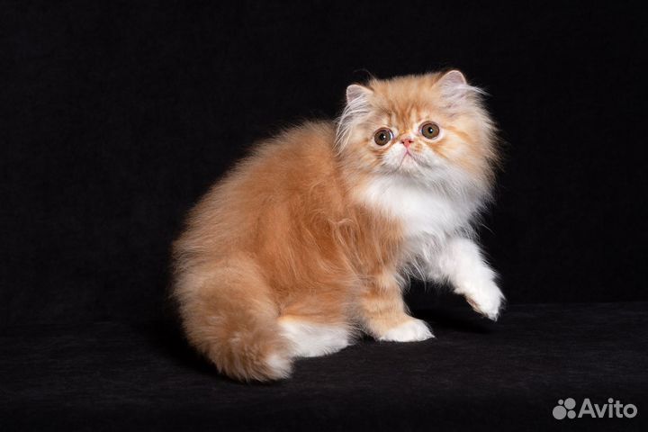 Персидский котик