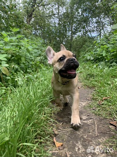 Фотосессия с щенком французского бульдога