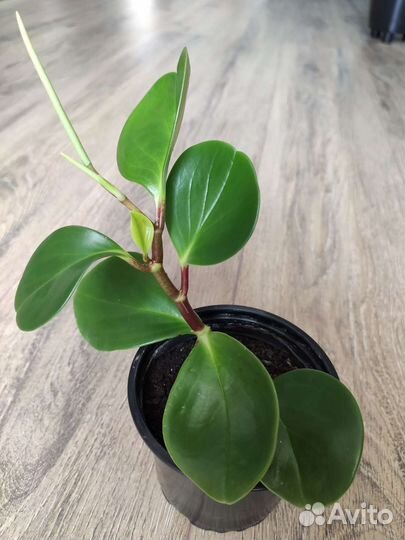 Пеперомия туполистная