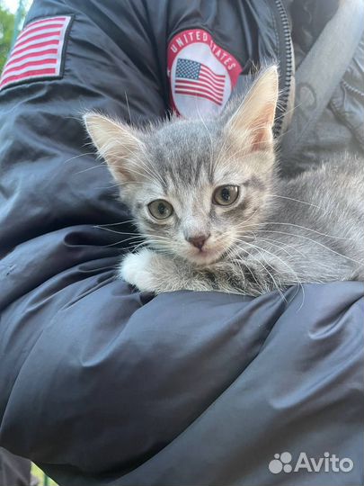 Кошечке нужен дом