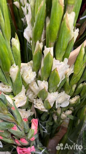 Гладиолусы