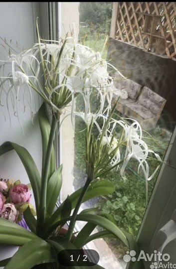 Гименокаллиус