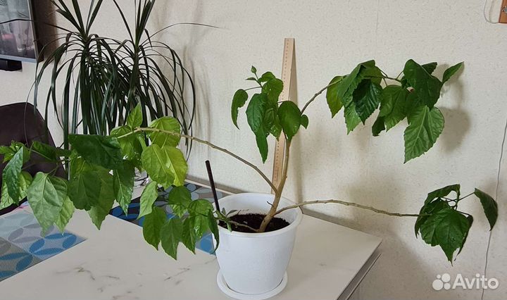 Гибискус махровый красный