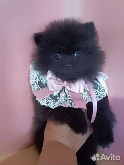 Померанский шпиц малыш с родословной