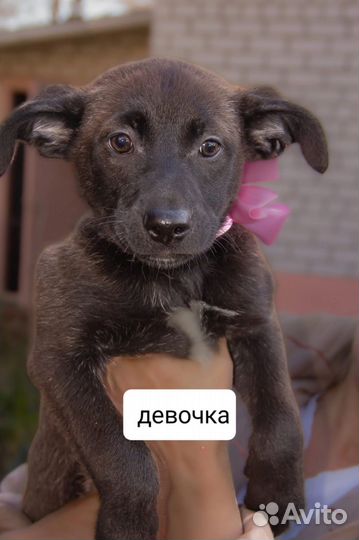 Щенки в добрые руки