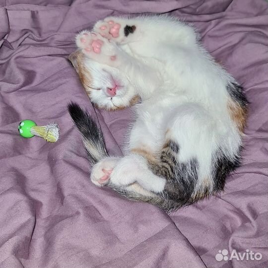 Котёнок от домашней кошки добрые руки трёхцветная