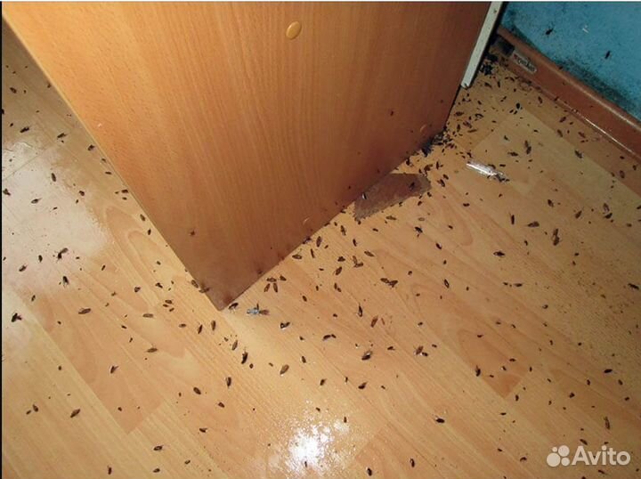 Уничтожение клопов тараканов мышей