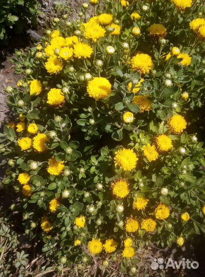 Хризантема