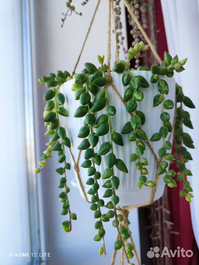 Крестовники Роули, вар, герейна