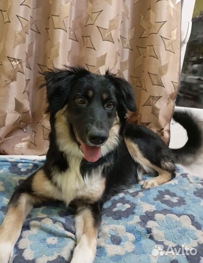 Ищем человека для выгула собаки