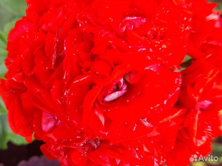 Пеларгония герань сортовая