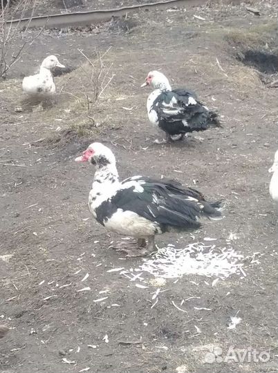 Индоутки
