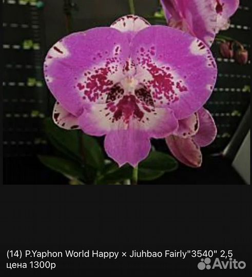 Орхидеи фаленопсис азиатские. От Мики