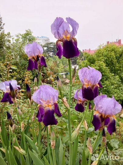 Ирис фиолетовый