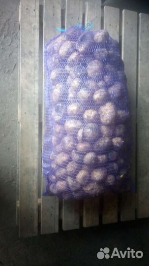 Картофель на корм скоту