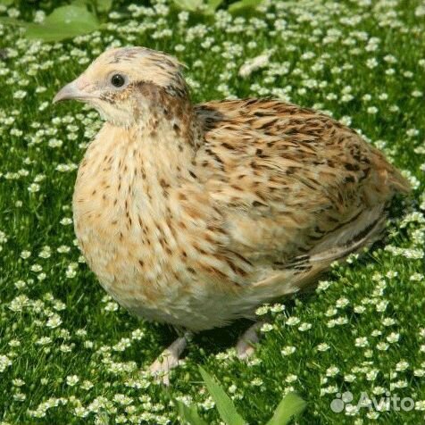 Перепела эстонские,манчжурские,техаские