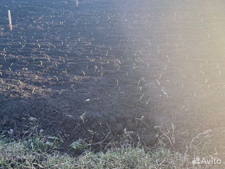 Озимый чеснок