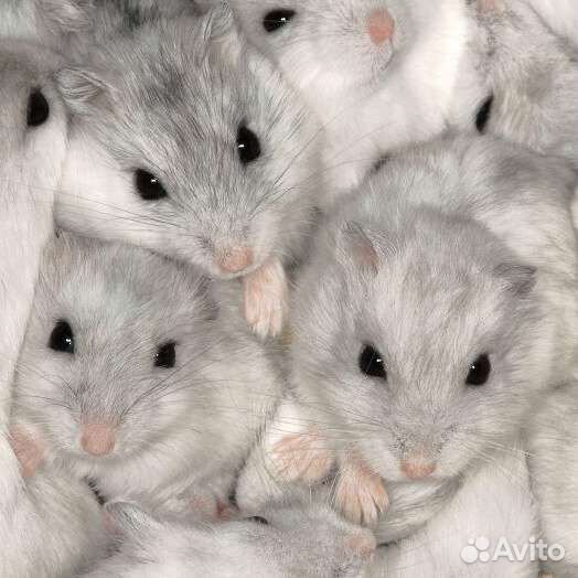 Сирийские,джунгарские малыши